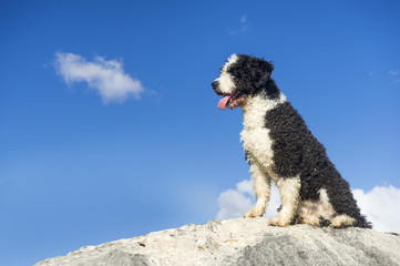 Fototapeta premium pet animals, dogs