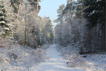 Winterwald