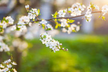 Spring in an orchard,beautiful blooming apple trees in spring park, cherry orchard, apple branch in bloom.Springtime. Blooming cherry branch and shovel.flower on the tree, flowering tree