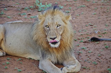 L&ouml;wen m&auml;nnchen