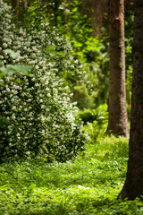 Spring in an orchard,beautiful blooming apple trees in spring park, cherry orchard, apple branch in bloom.Springtime. Blooming cherry branch and shovel.flower on the tree, flowering tree