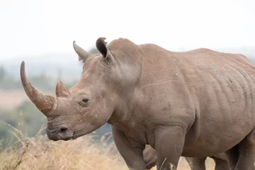 Foto op Plexiglas Rhinoceros - Kenya © Tiago