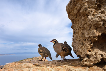 The rock partridge (Alectoris graeca) birds