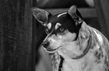 Small dog staring out from deck and listening with ears forward
