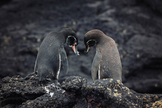 Galapagos Penguin