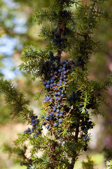 Beautiful juniper berries on a natural background