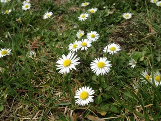 Daisy, Gänseblümchen, Wiese, Gras © c3media