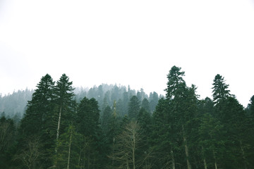 Dramatic bottom view on winter forest with huge blue pine trees during thick fog and strong snow fall, stormy weather in mountains