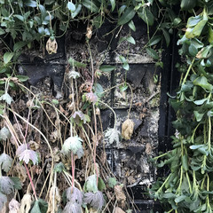 Green leaves on the concrete wall background