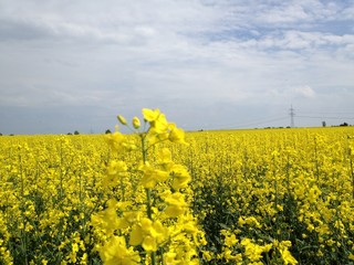 Raps, Blüte, Stängel, Feld, Himmel, Wolken und Strommast