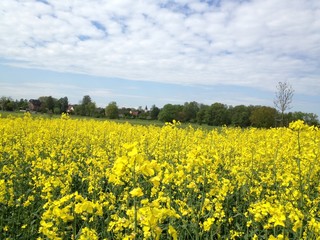 Raps; Blüte, Stängel, Feld am Dorfrand mit Kirchturm