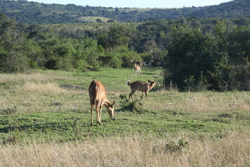 Kudu and deer in African landscape