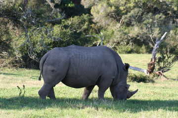 Obraz premium Rhinos in African landscape