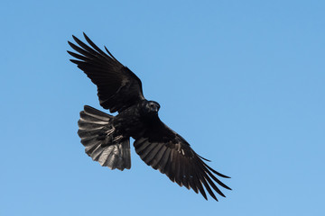Carrion Crow, Crow, Corvus Corone