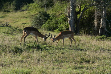 Kudu and deer in African landscape
