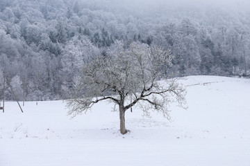 Paysage de forêt en hiver