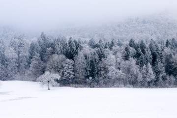 Obraz na płótnie Canvas Paysage de forêt en hiver