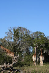 Giraffes in African landscape