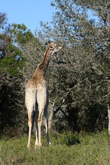 Naklejka na ściany i meble Giraffes in African landscape