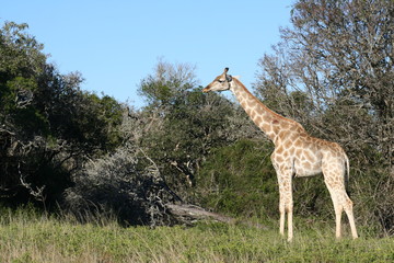 Giraffes in African landscape