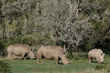 Fototapeta premium Rhinos in African landscape