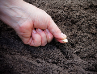 Female hand planting  zucchini seed in soil. Selective focus