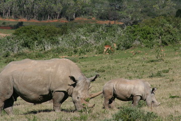 Obraz premium Rhinos in African landscape