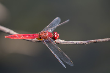 Image of dragonfly perched on a tree branch on nature background