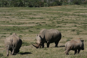 Naklejka na ściany i meble Rhinos in African landscape