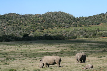 Rhinos in African landscape