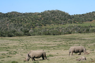 Rhinos in African landscape