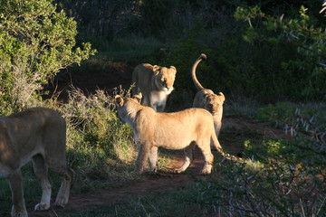 Naklejka na ściany i meble Lion cubs passing by at sunset in African landscape