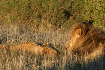Lion couple relaxing in African landscape