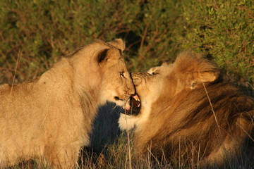Lion couple relaxing in African landscape