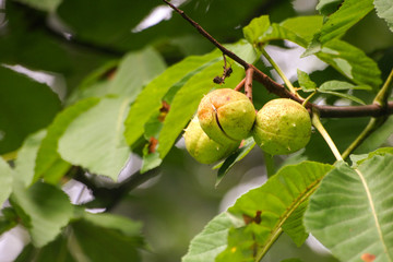 Beautiful chestnut tree in natural habitat