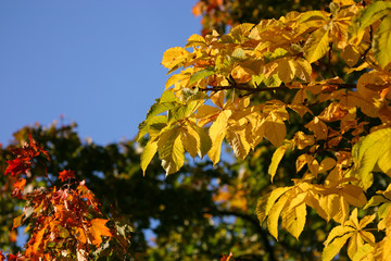 Beautiful chestnut tree in natural habitat
