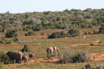 Elephants in African landscape