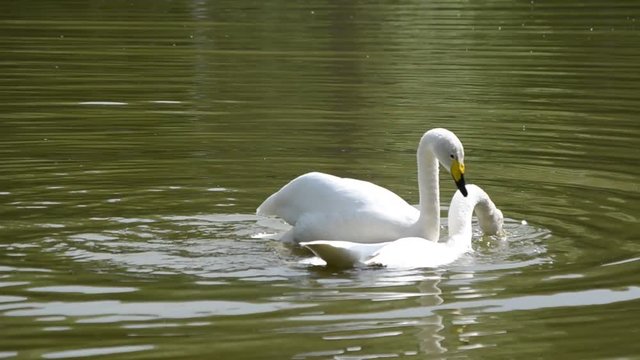 Лебединая любовь.