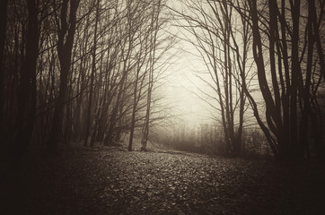 Vintage look sepia forest gloomy landscape. Trees in fog, dark woods scenery