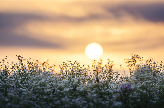 Fototapeta Sun rising over flower field on summer morning. Natural morning landscape with vivid sky