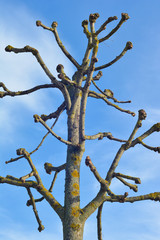 Platan tree in France