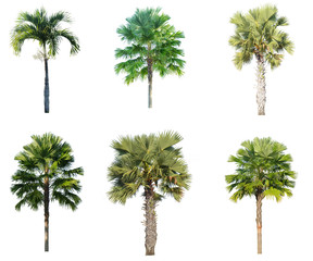 Fototapeta premium set of tree on isolated white