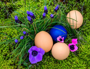 Easter eggs with primrose in grass.