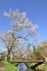 桜の咲く忍野八海