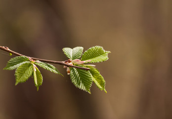 Beautiful hazelnut tree in spring
