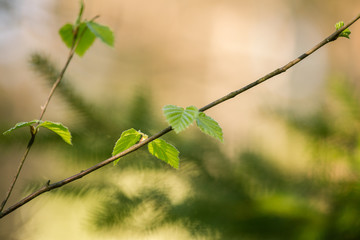 Beautiful hazelnut tree in spring