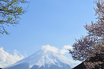桜と富士山