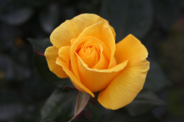 イエローローズ 薔薇