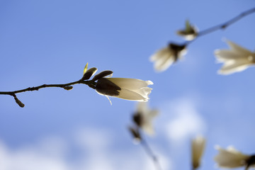 Buds of blooming magnolia and blue sky