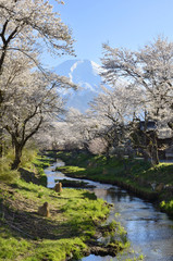 Fototapeta na wymiar 忍野村から見た春の富士山